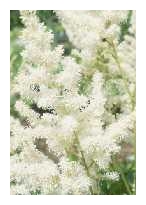 ASTILBE x arendsii 'Diamant'